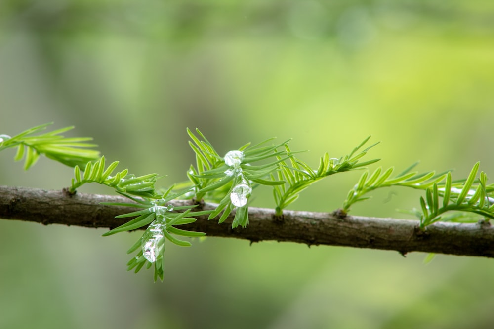 a close up of a branch of a tree