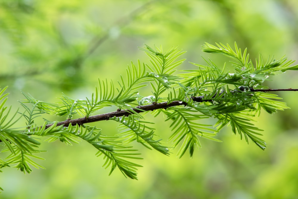 a branch of a tree with drops of water on it