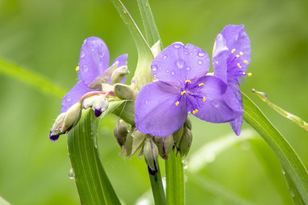 a close up of a purple flower with drops of water on it