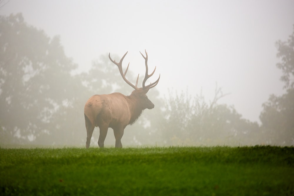 brown moose standing on green grass field