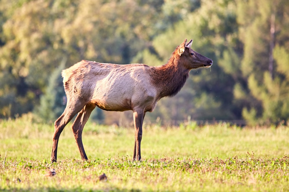 brown deer standing on grass field