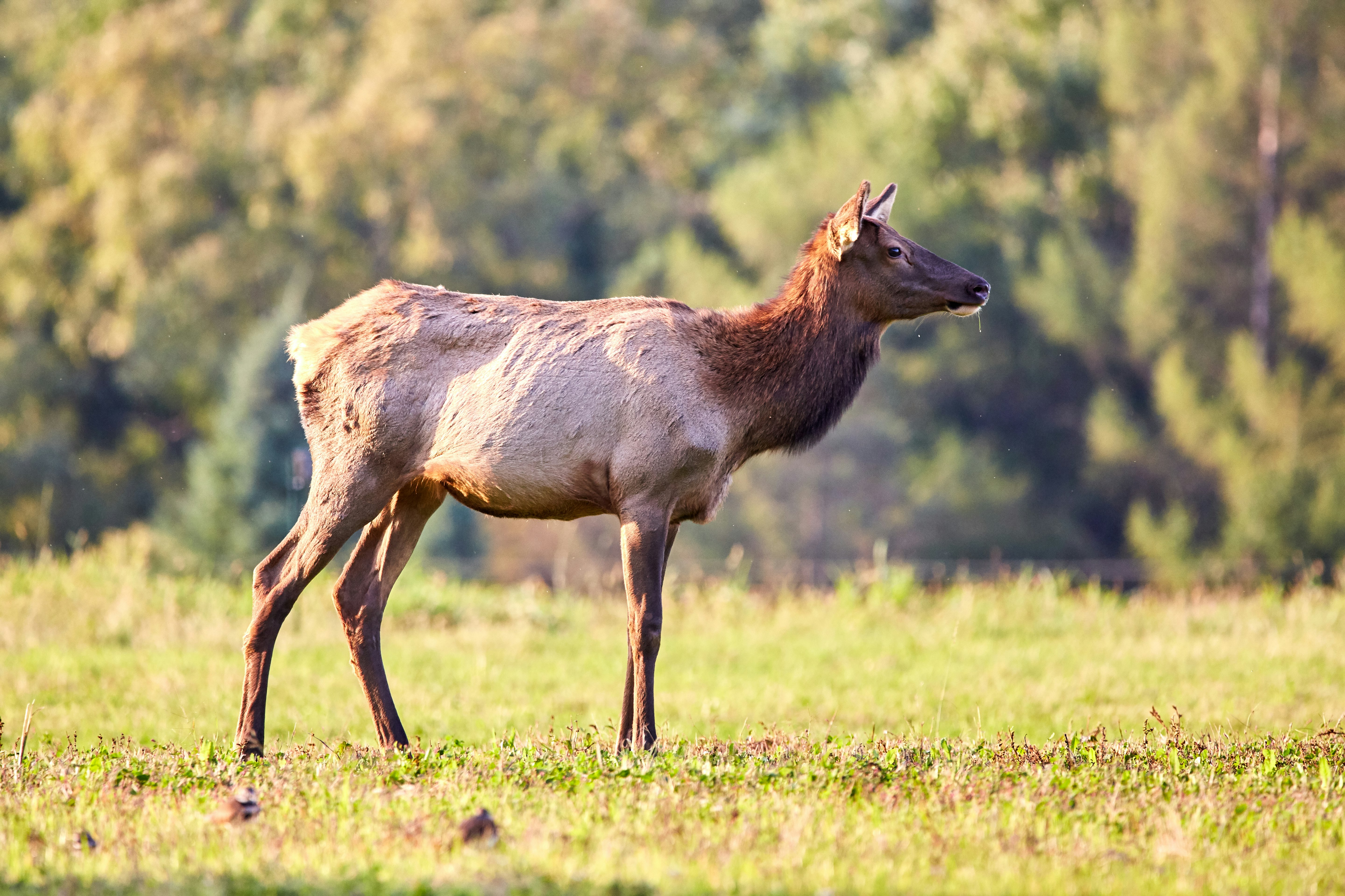 brown deer standing on grass field