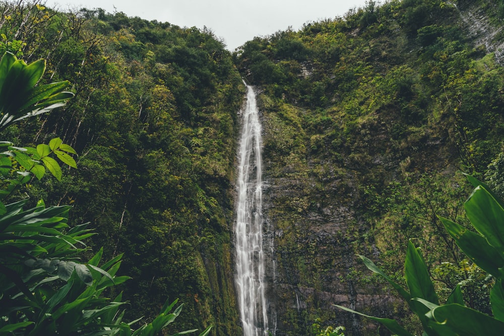 waterfall near green-leafed trees