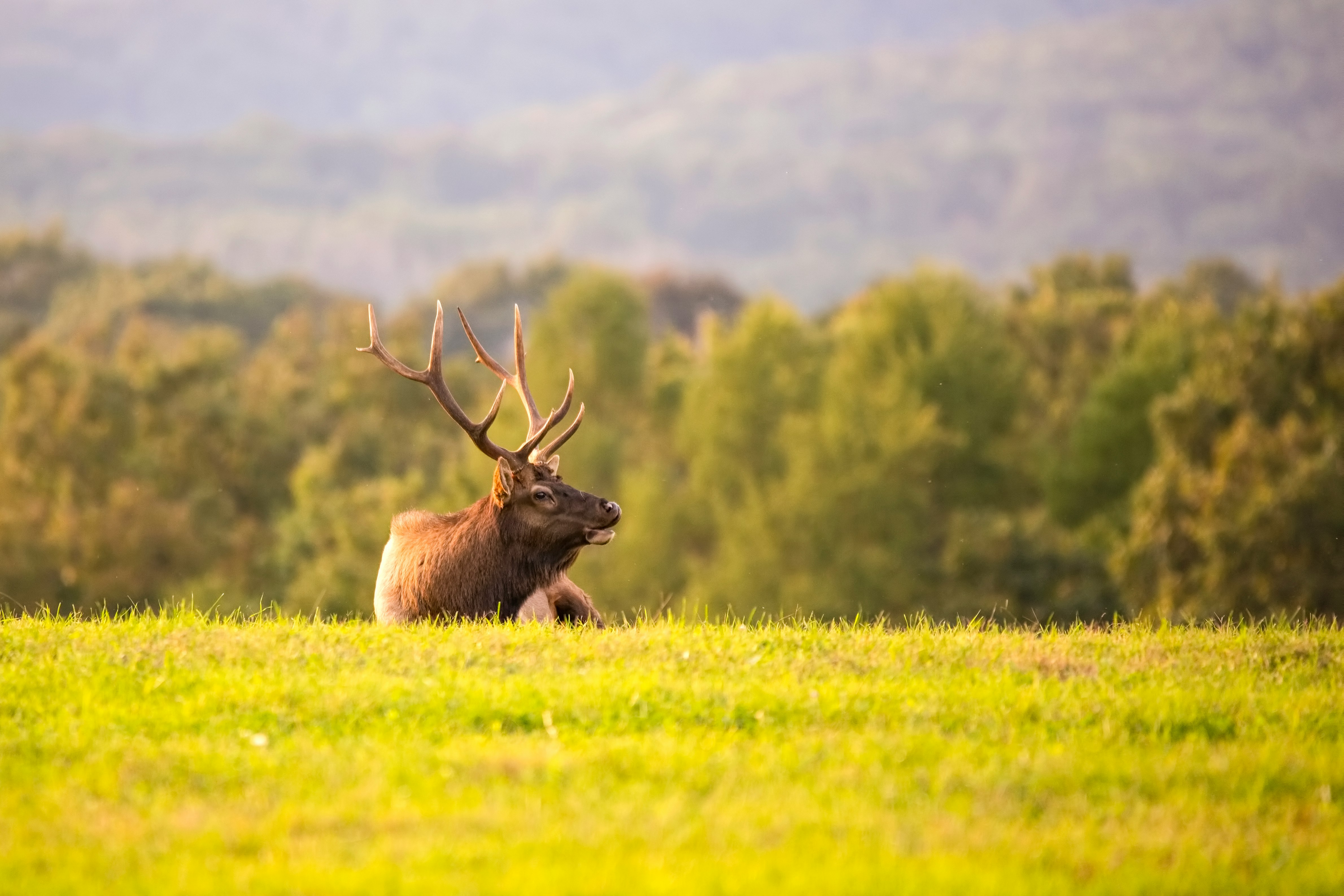 moose on grass during daytime