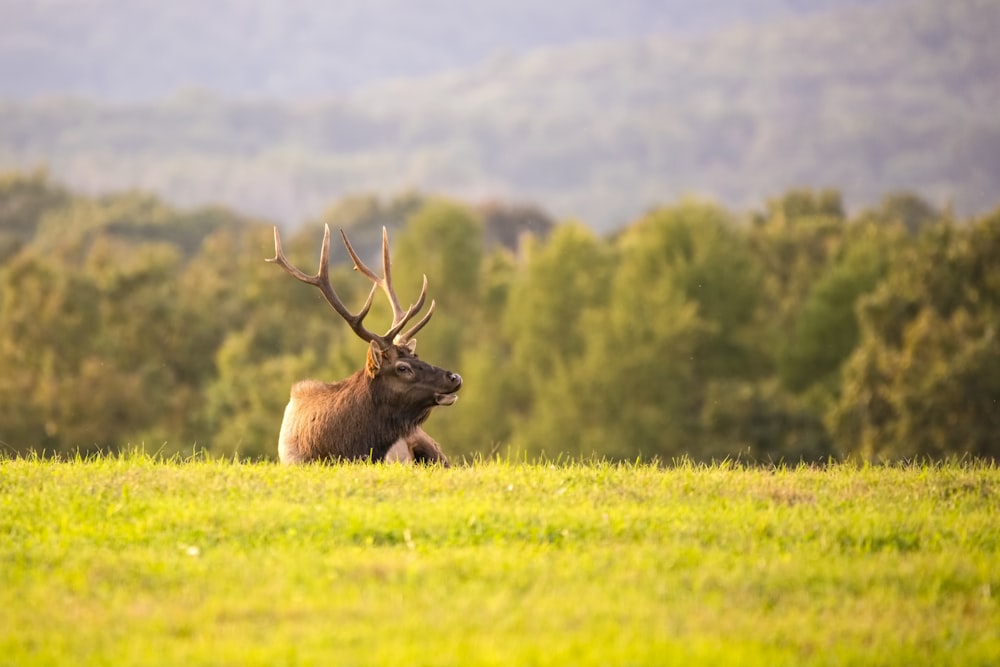 moose on grass during daytime