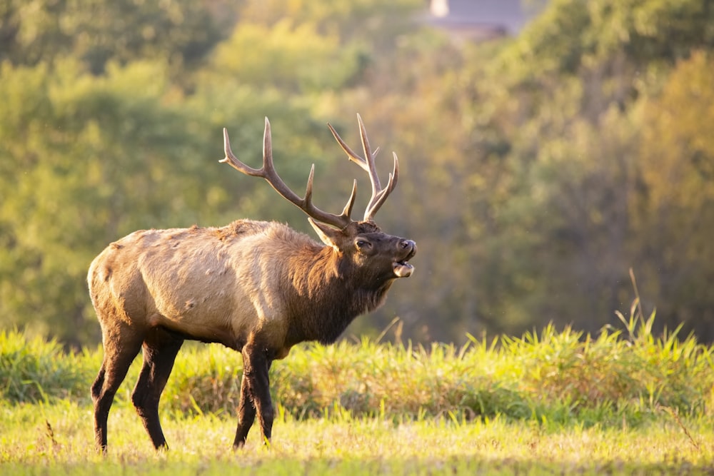 selective focus photography of deer