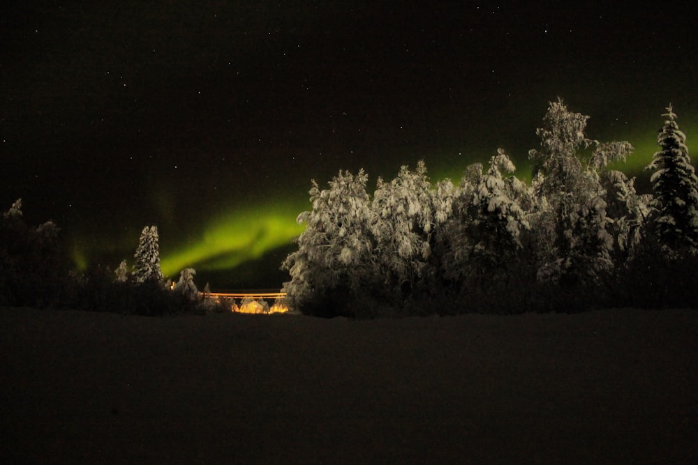 green forest during nighttime