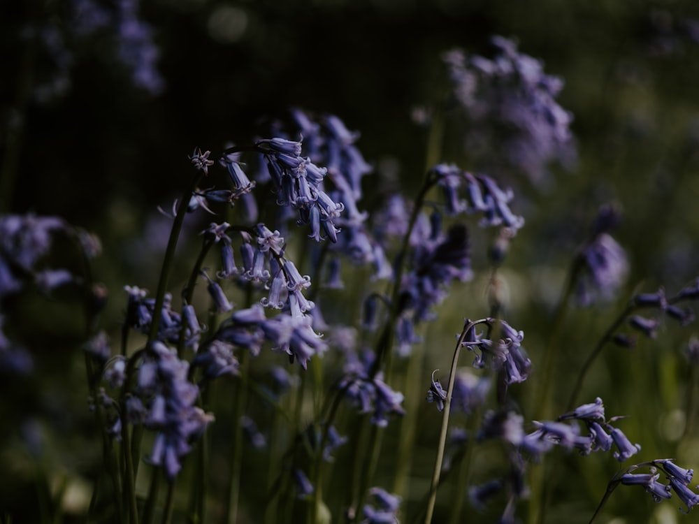purple lavender flower close-up photography