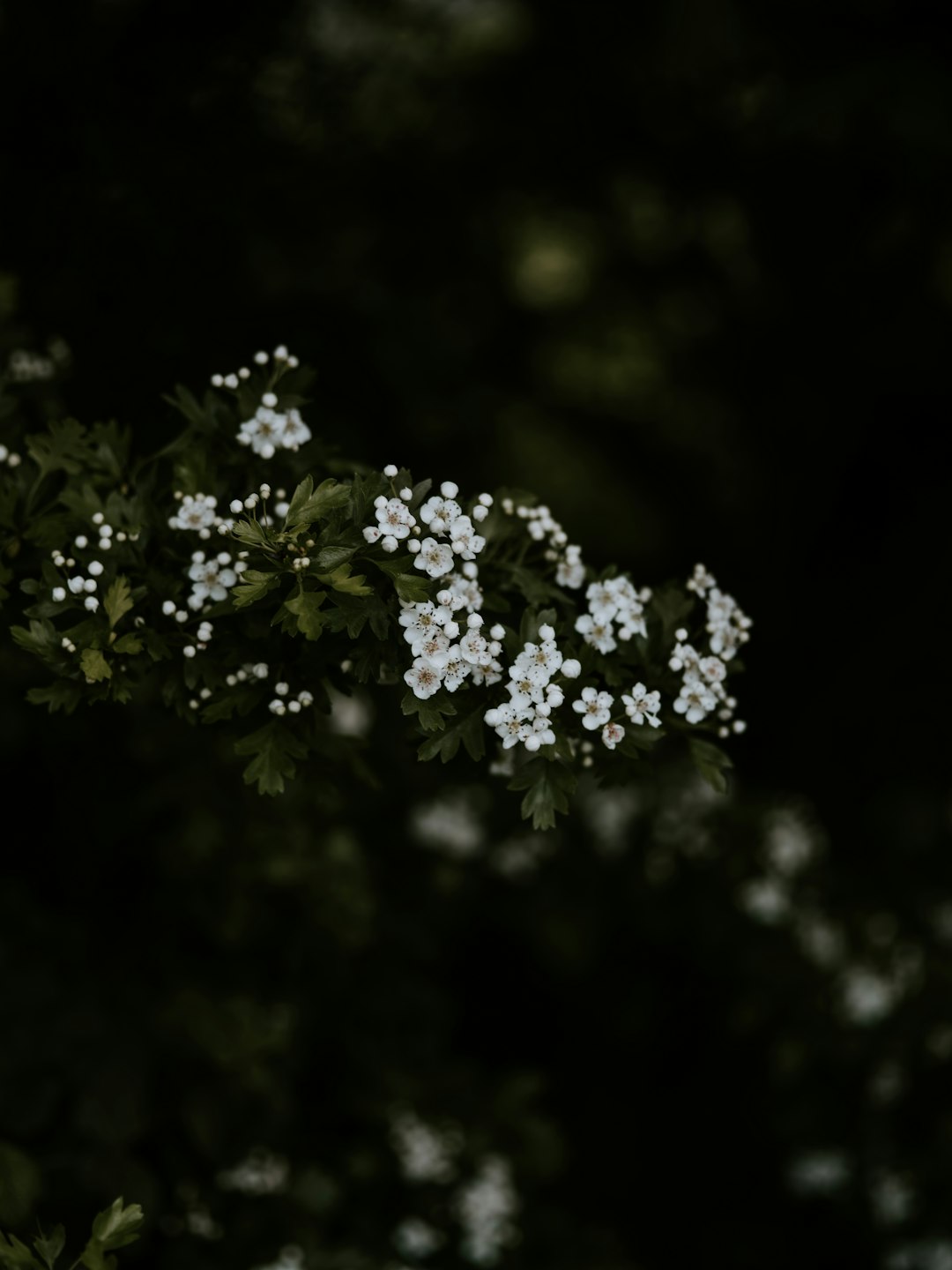 shallow focus photography of green-leafed plant with white flowers