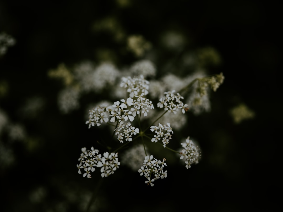 shallow focus photography of green-leafed plant with white flowers