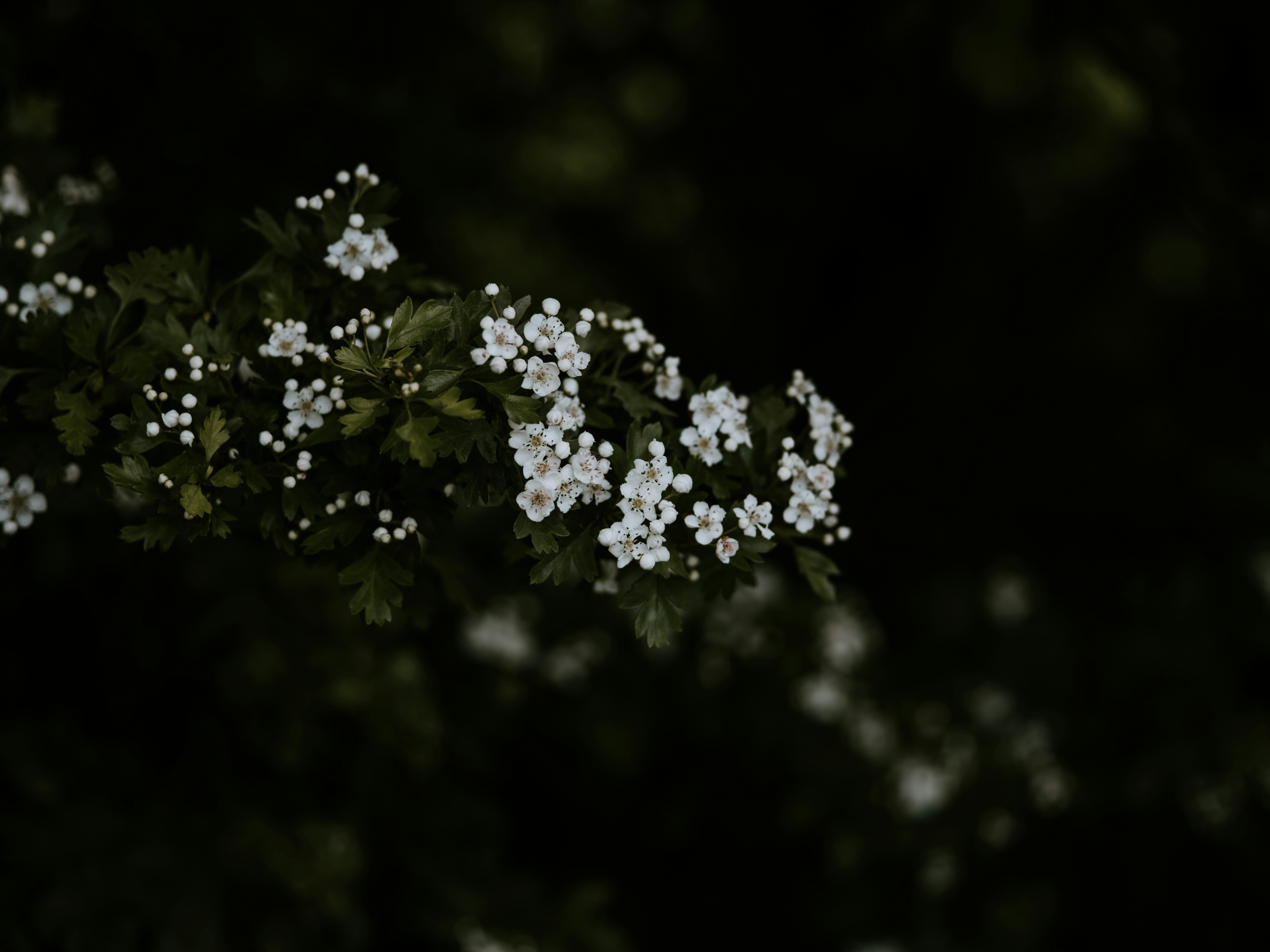 Photo by anniespratt