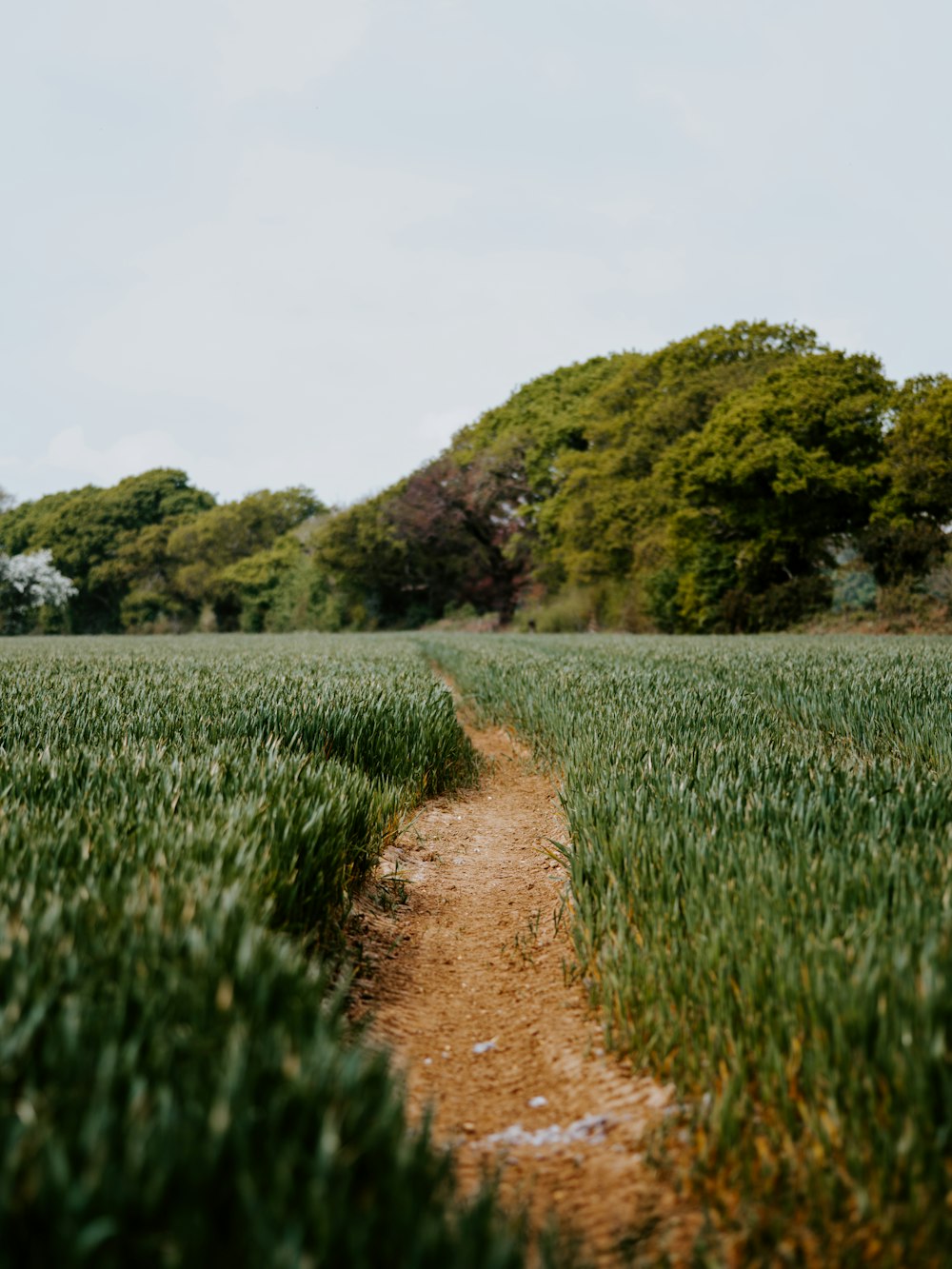 green grass field