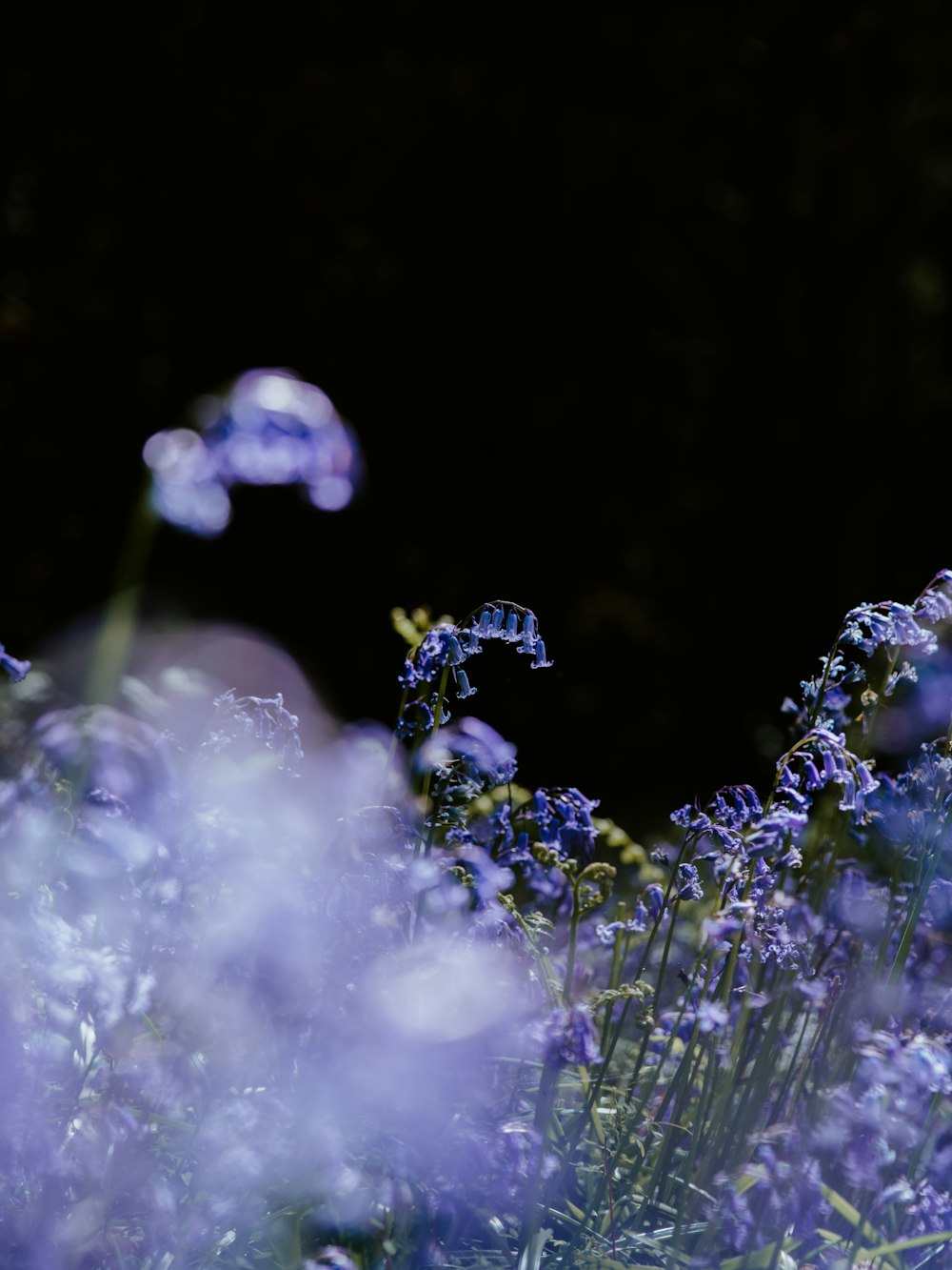 lavender flowers