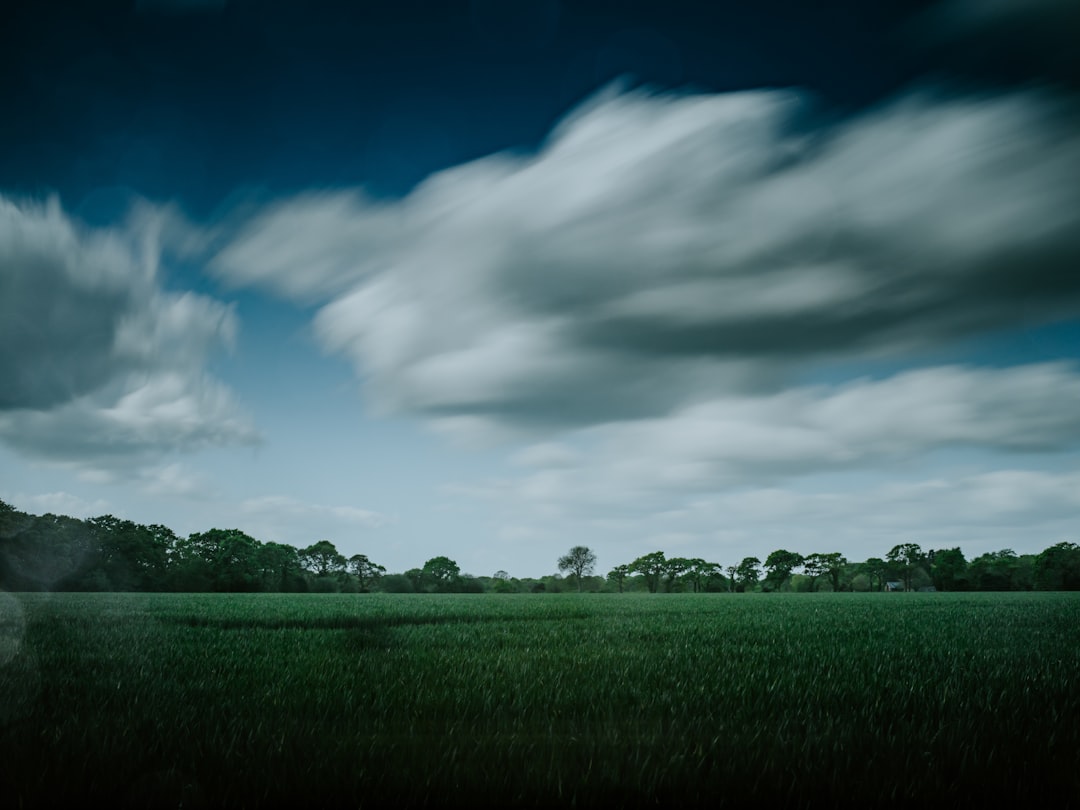 green grass field during daytime