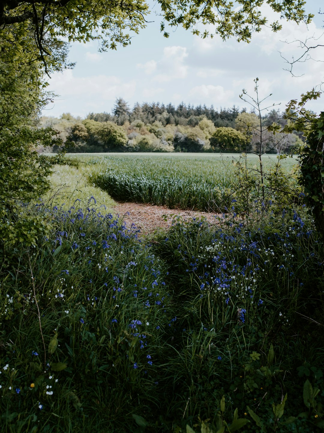 pathway between plants during daytime