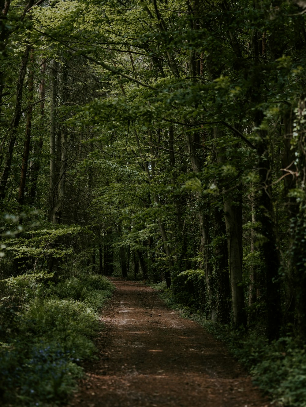 desire path surrounded with trees