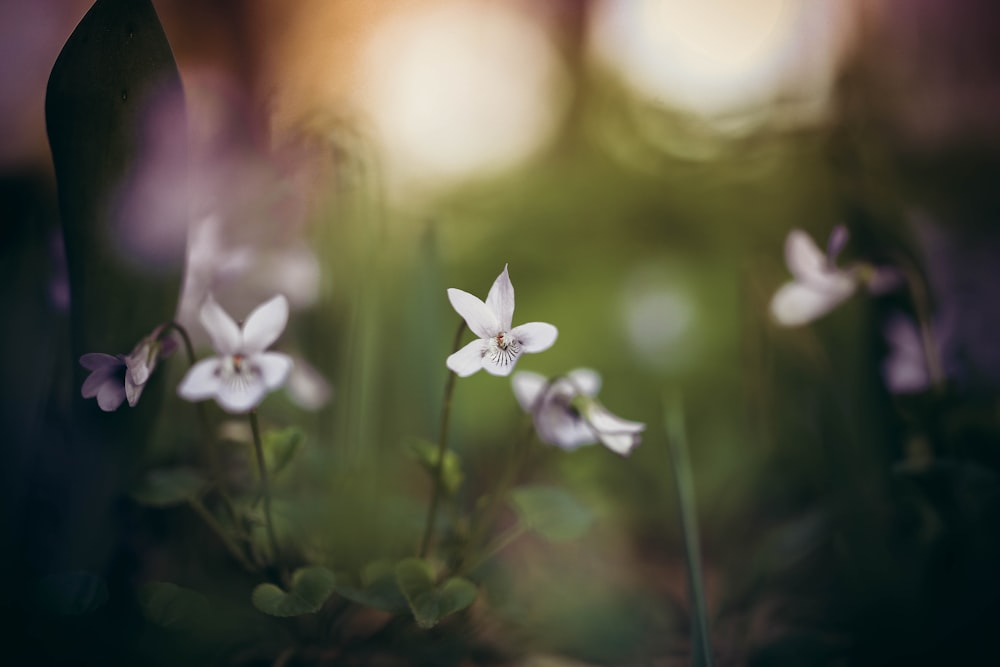 white-petaled flowers