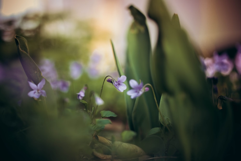 purple flowers