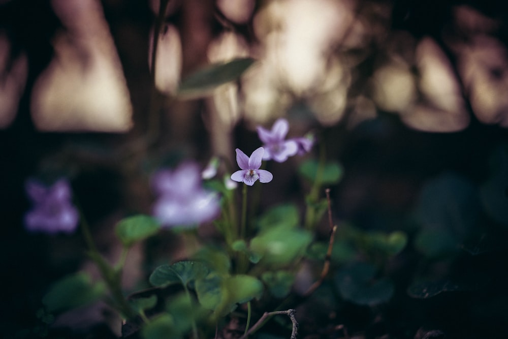 purple petaled flower