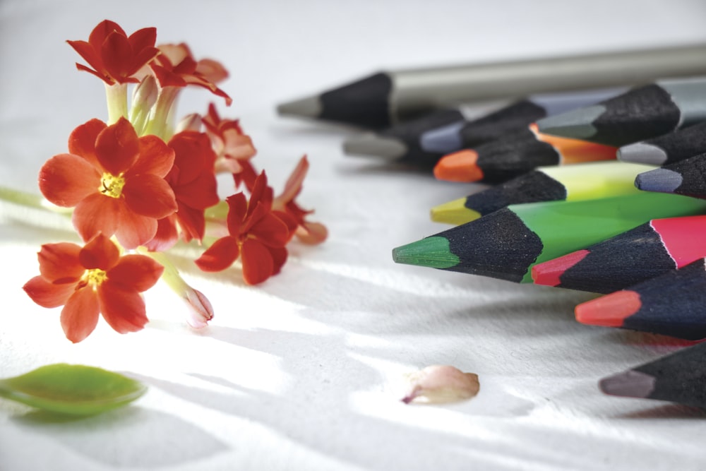assorted-color led pencil lot and pink petaled flower
