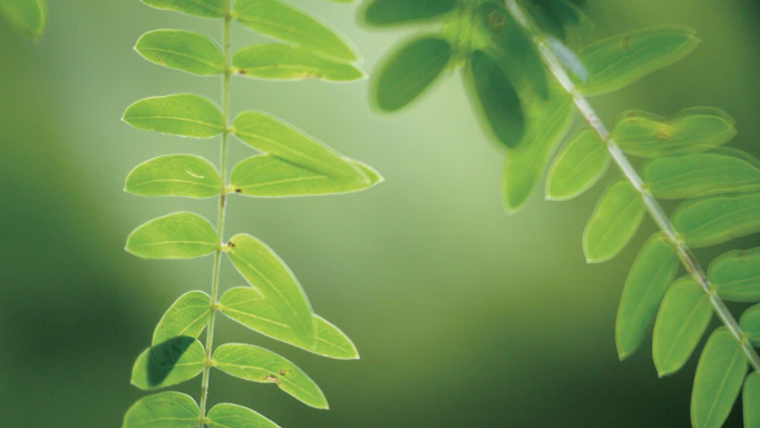 A delicate watercolor illustration of green leaves gently swaying in a soft breeze.