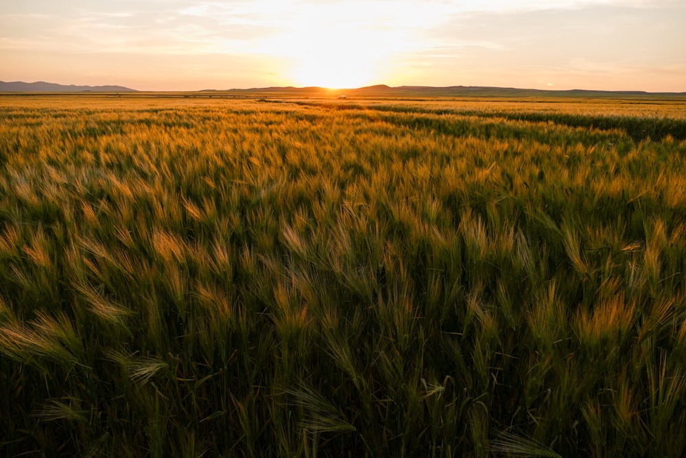 green grass field during golden hour