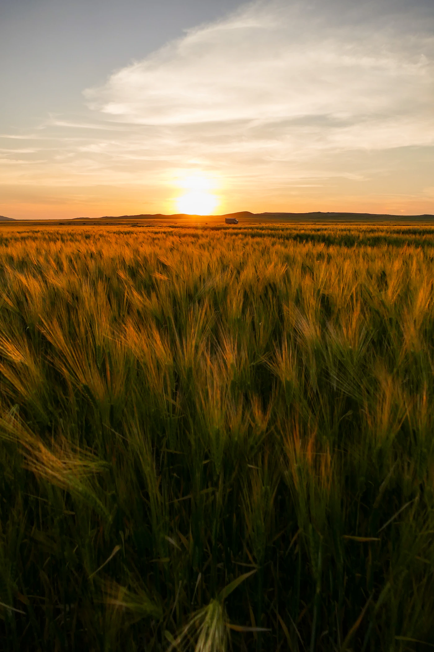 Golden wheat field at sunrise