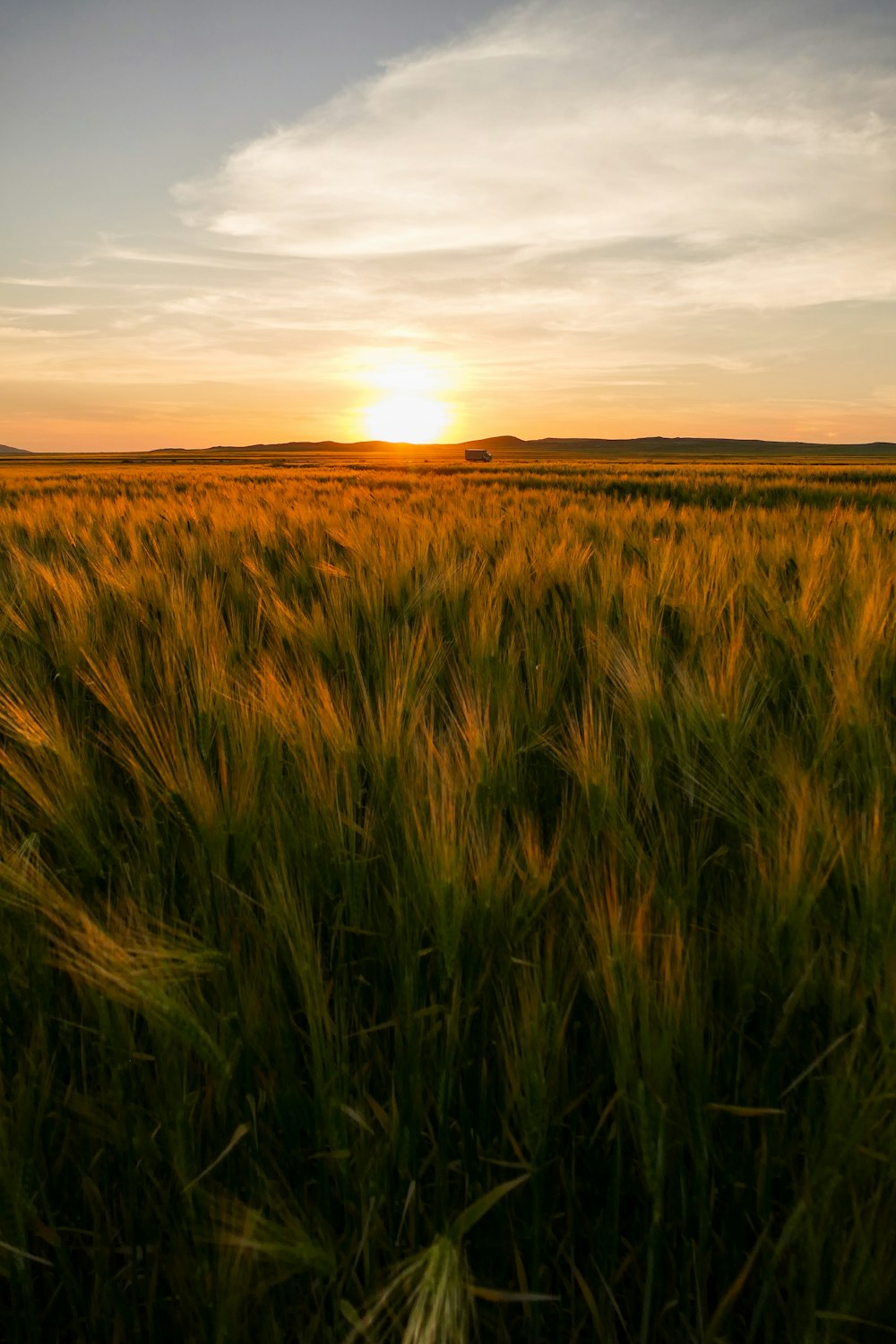 brown and green field under sunset