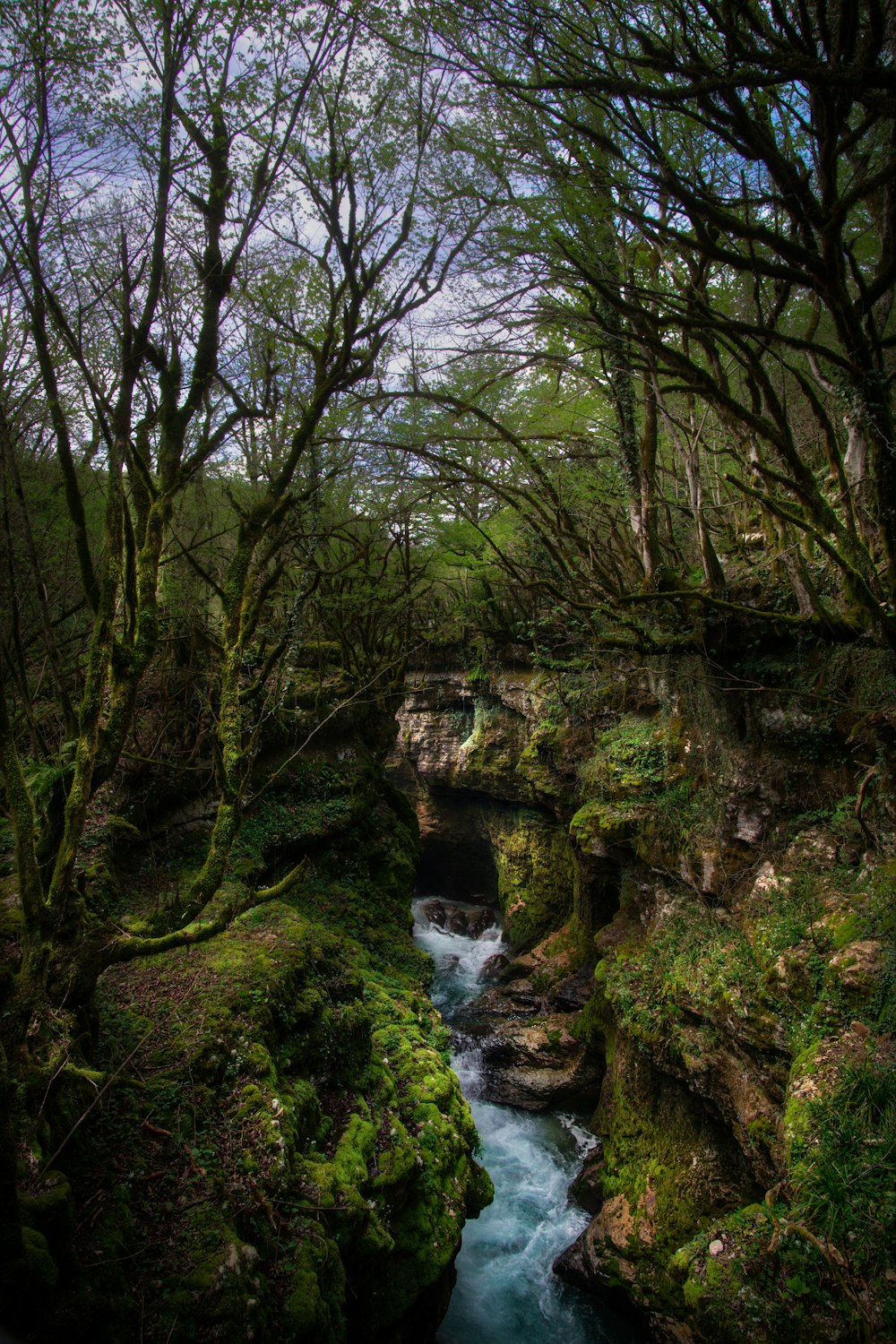 trees near body of water