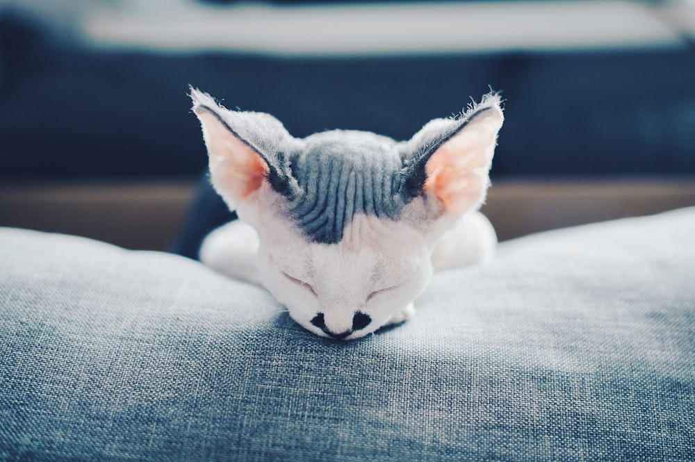 white and black cat on sofa