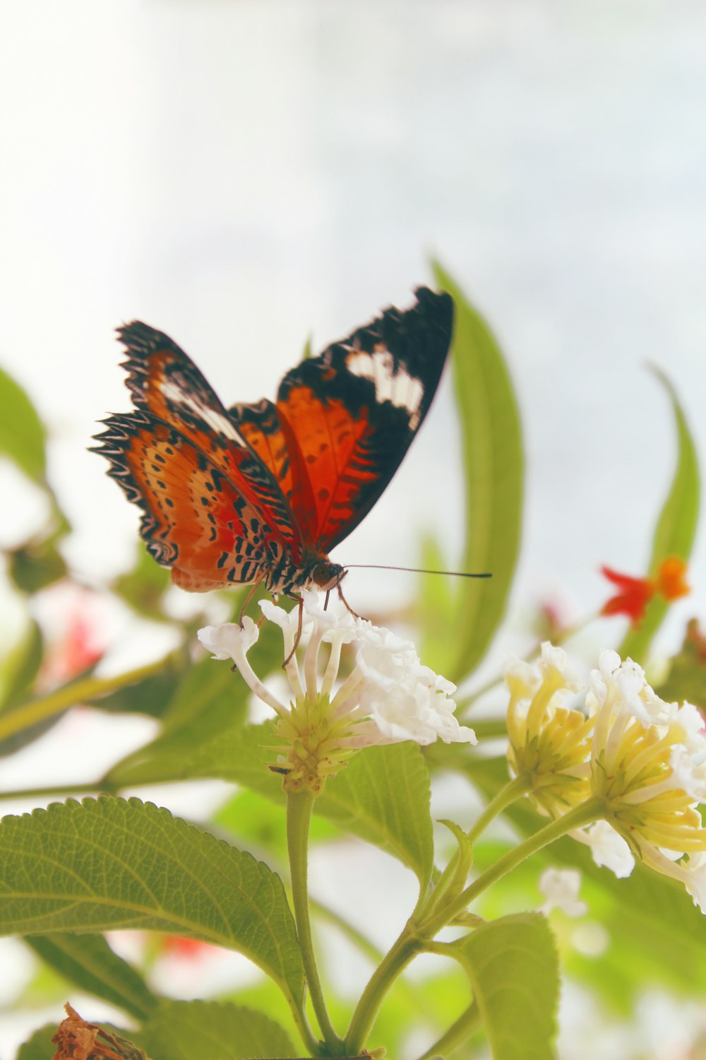 malay lacewing butterfly perched on white petaled flower