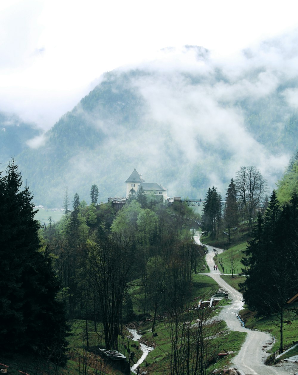 green pine trees with white clouds