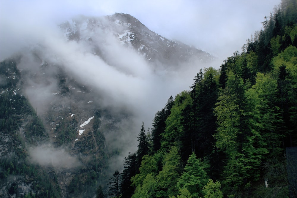 green pine trees on inclined mountain