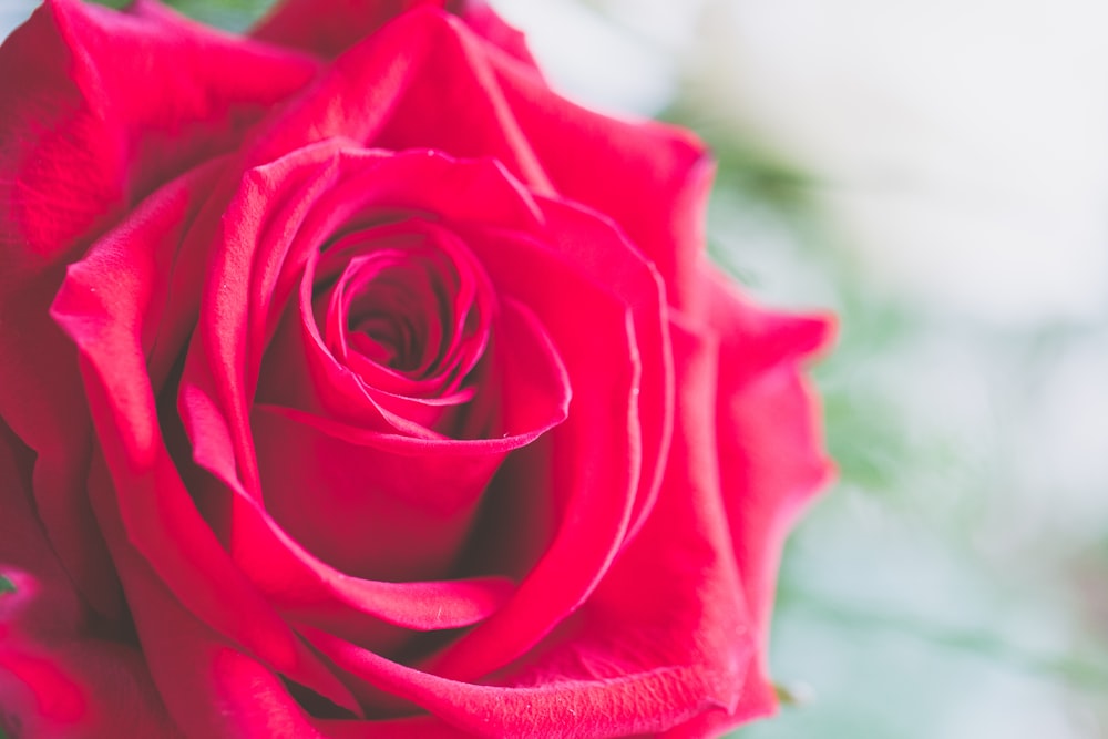 close-up photography of red rose flower