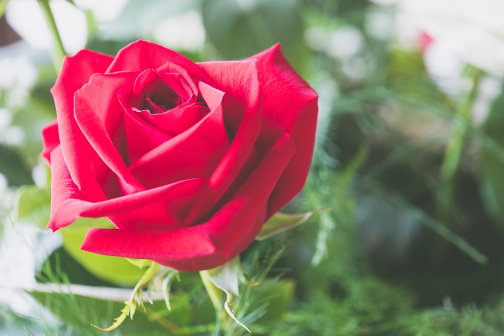 red rose flower