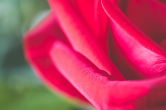 Soft focus on a rose petal resting on a velvet fabric.
