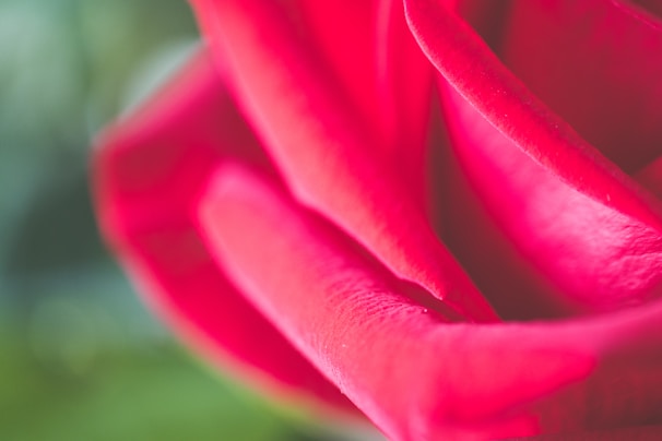 Soft focus on a rose petal resting on a velvet fabric.