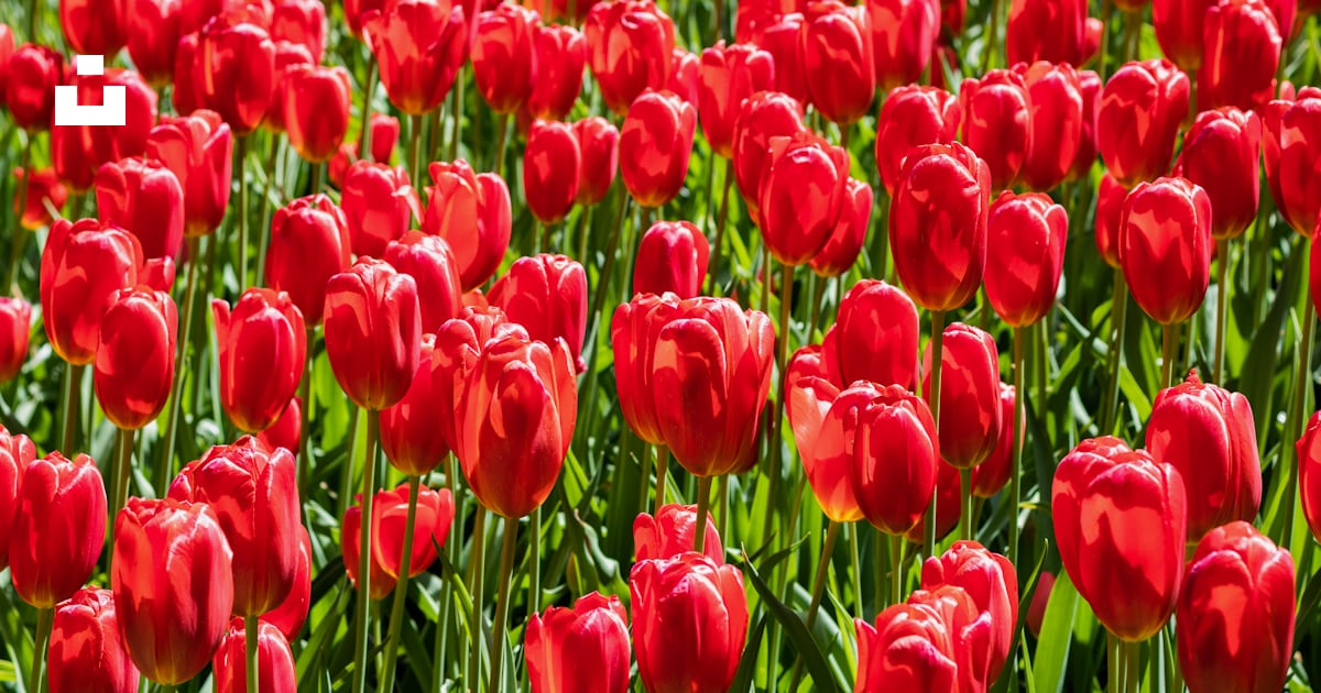 Champ de fleurs de tulipes rouges en fleurs photo – Photo Rouge ...