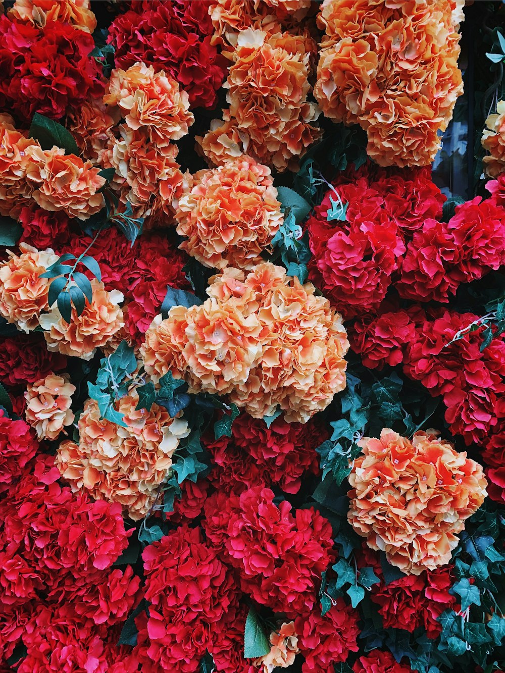 orange and red petaled flowers