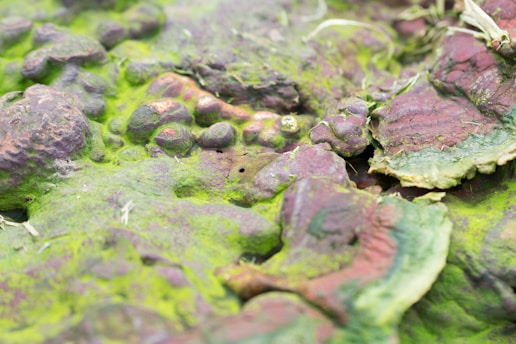 A close-up view of a textured surface with intricate patterns of bumps and ridges. The surface is predominantly covered in green moss or algae with patches of purplish hues, creating a natural and organic appearance. Small pieces of debris or dried plant matter are scattered throughout the scene.