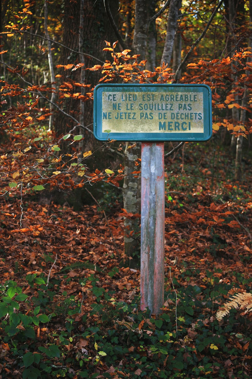 sign in forest