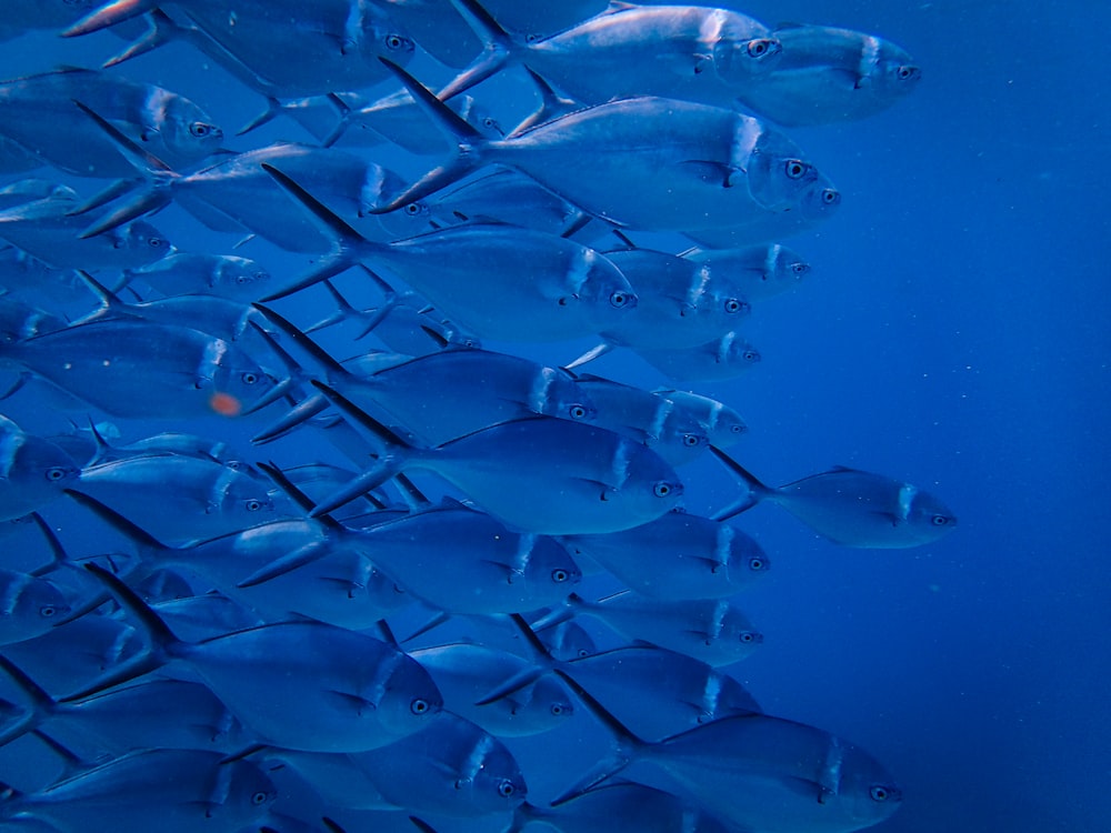 灰色の魚の群れ