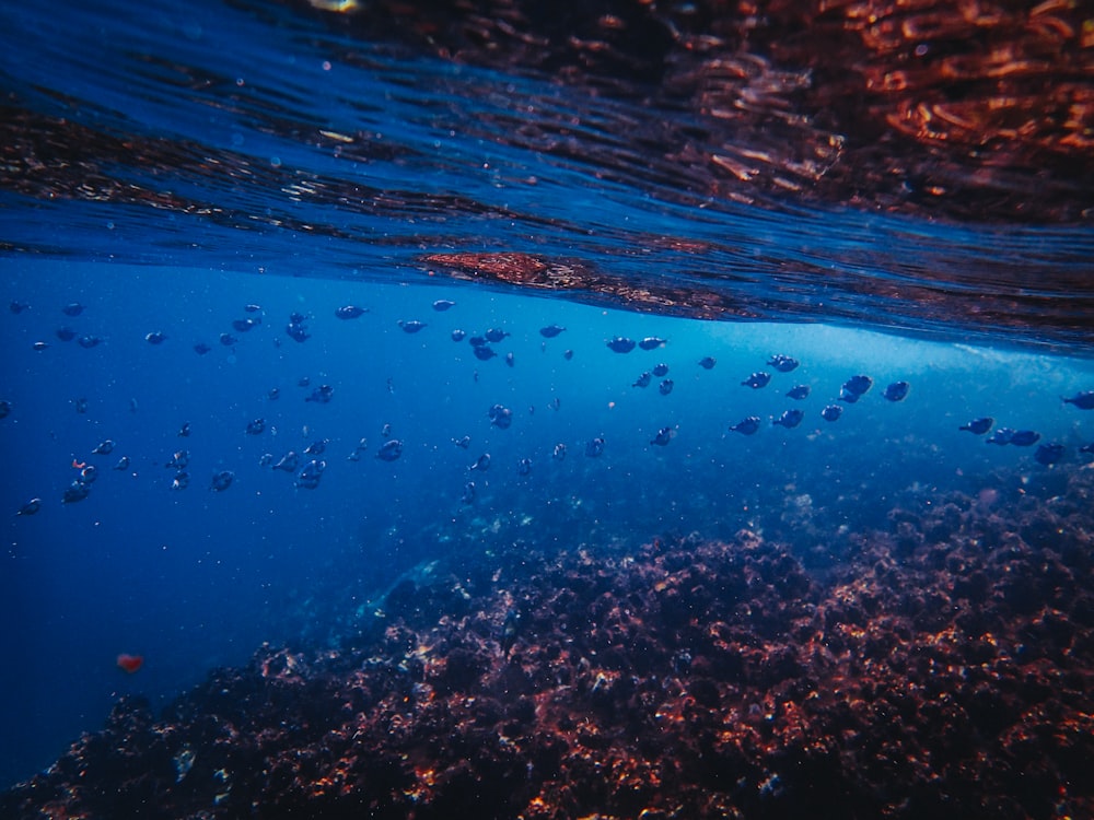 cardume de peixes debaixo d'água