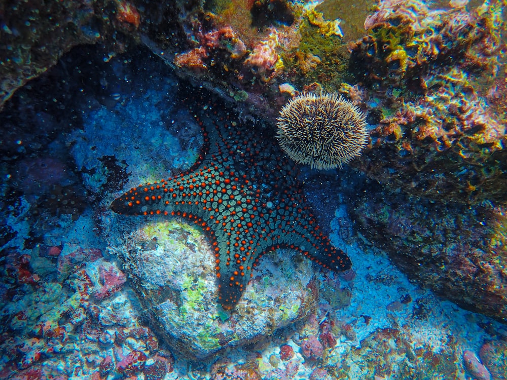 starfish in body of water