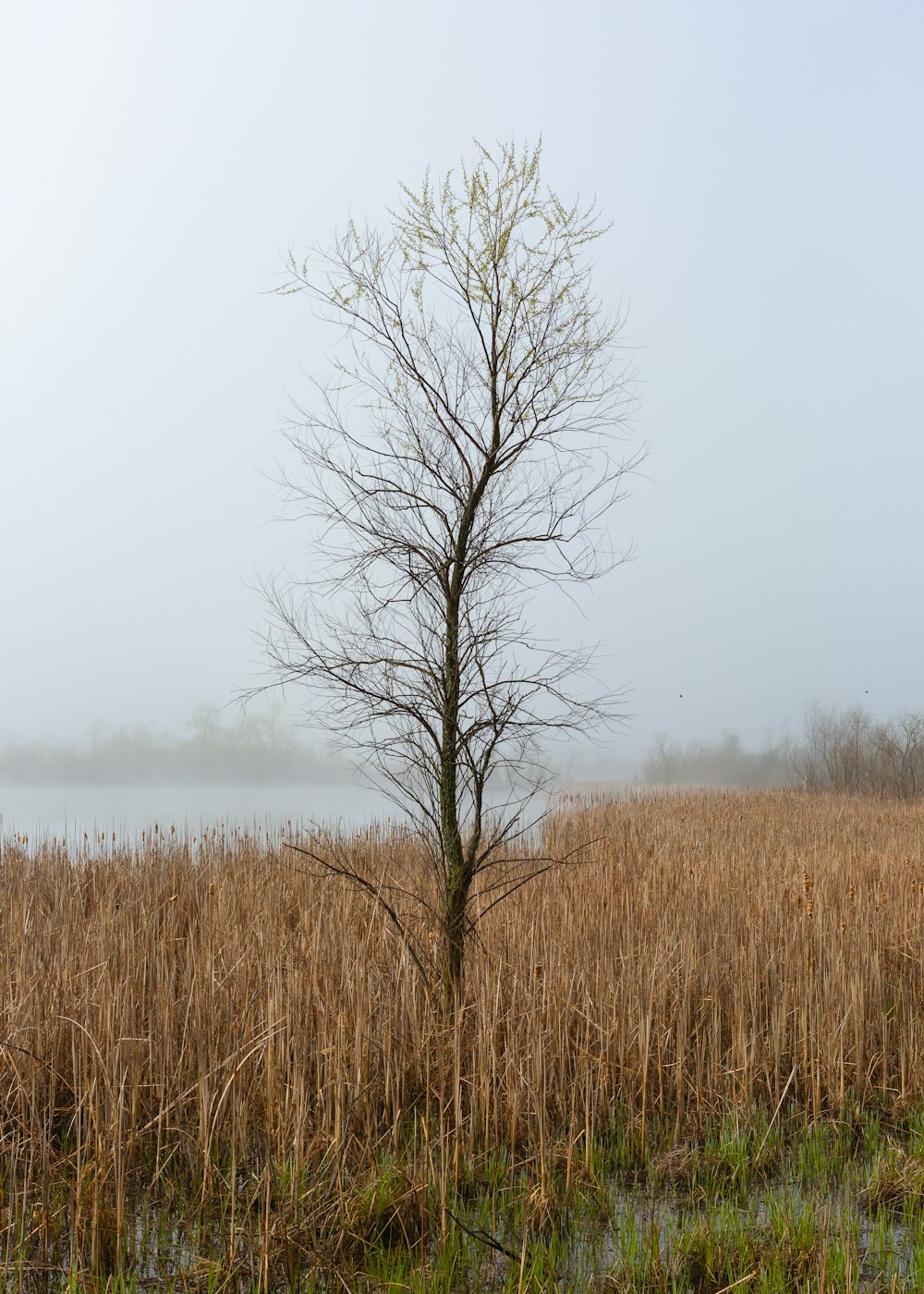 bare tree in the field