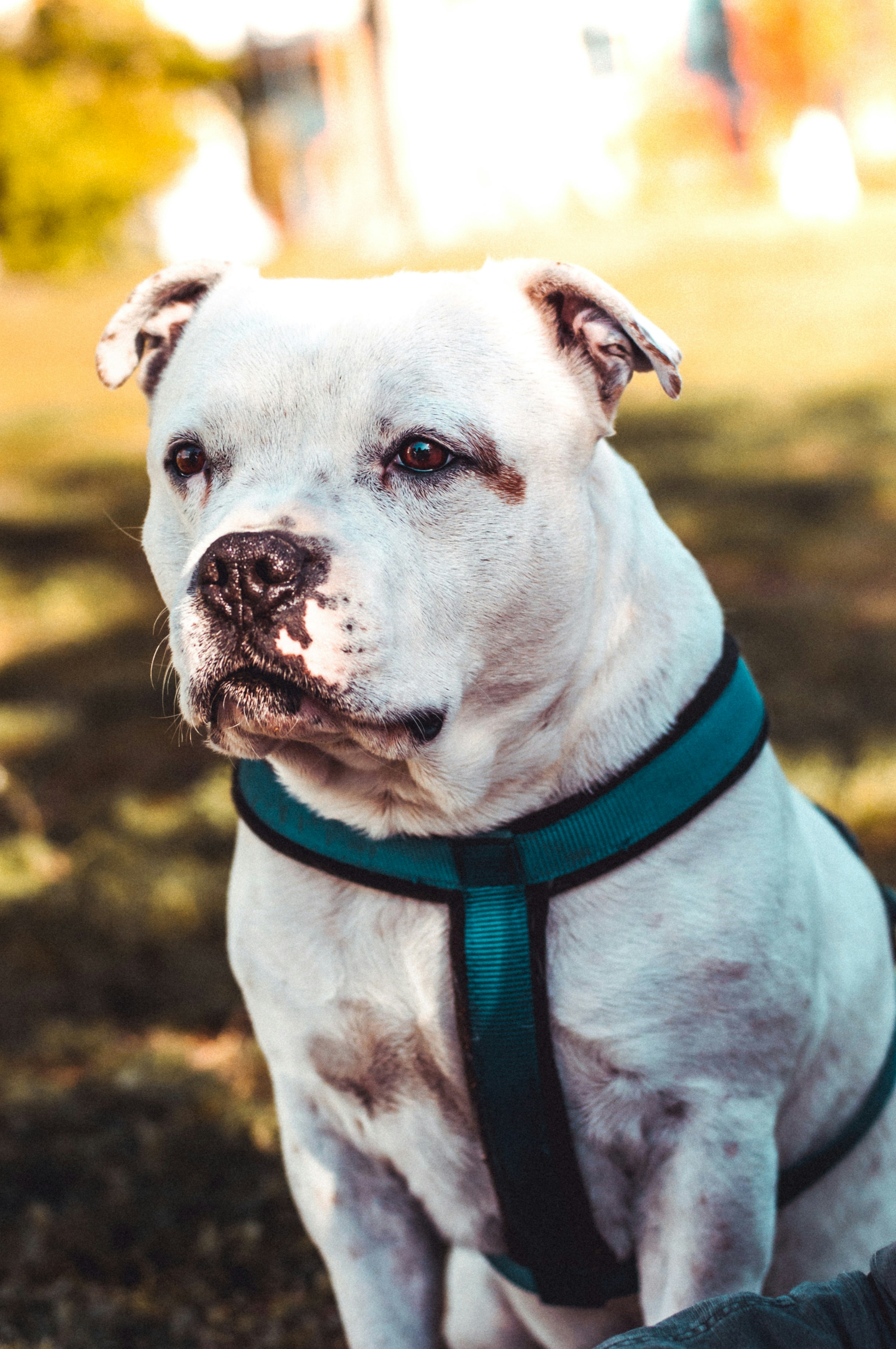 short coat white dog