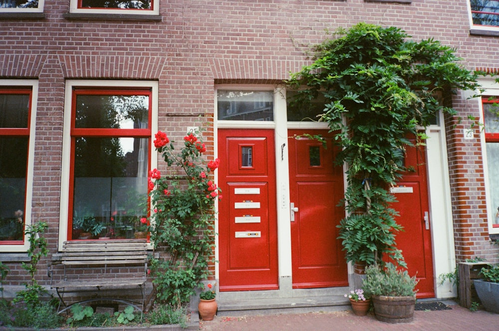 green potted plant beside brown wooden closed door