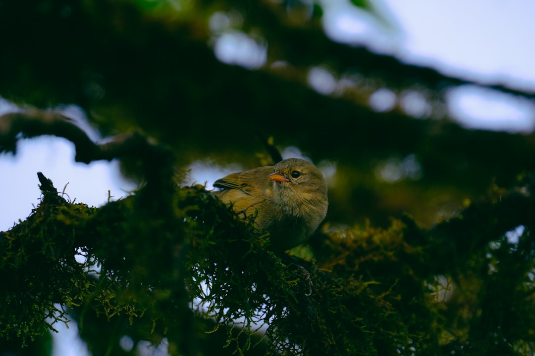 yellow and gray bird perched on tree