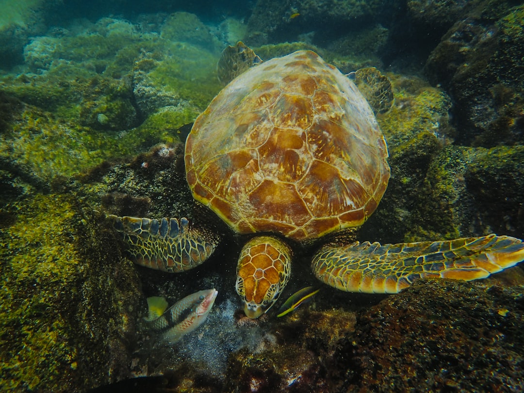 brown turtle underwater