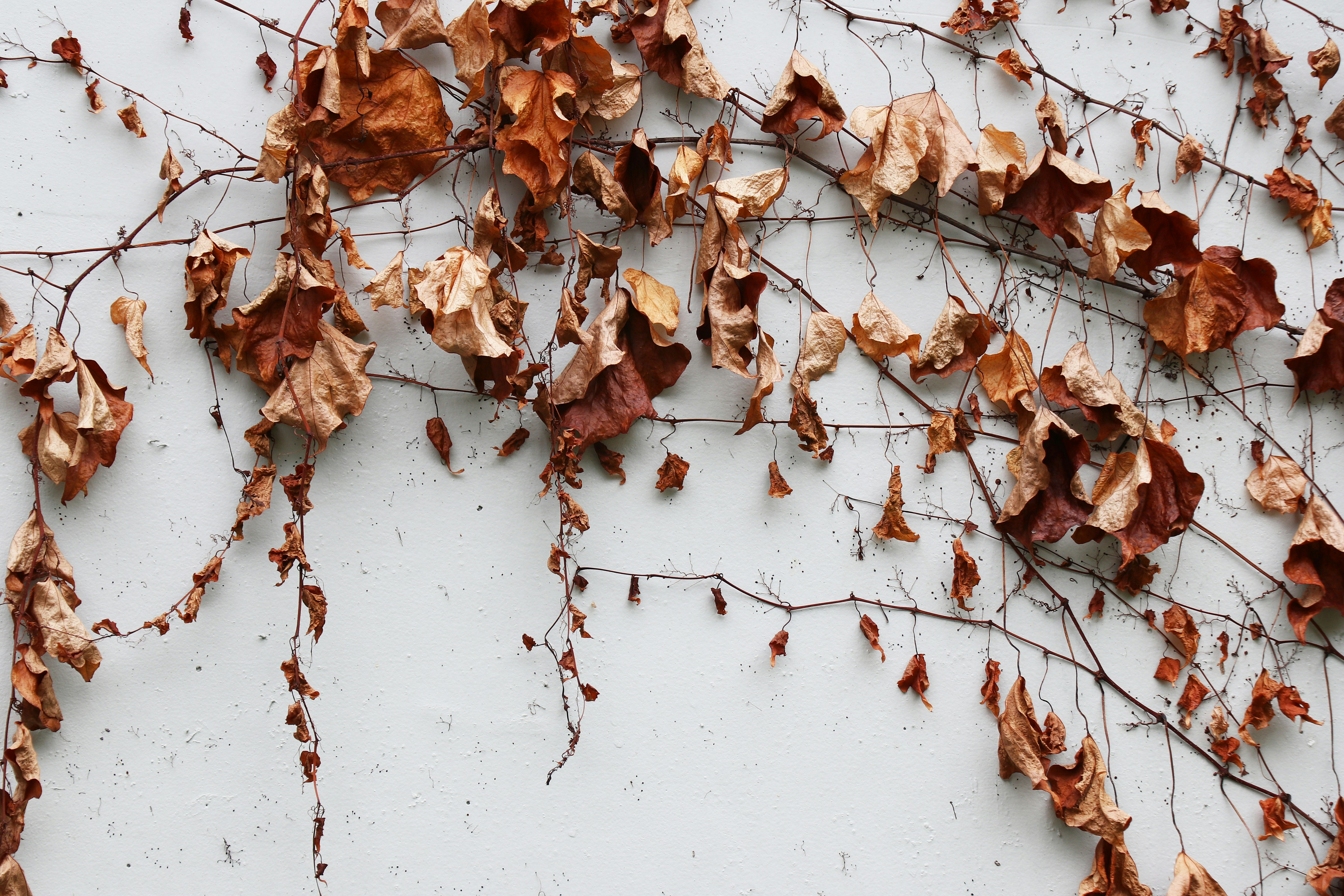 brown leaf